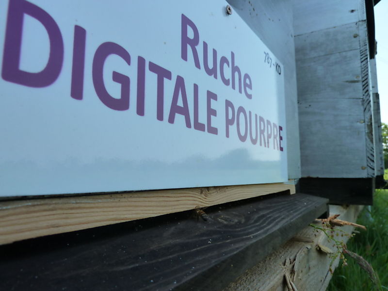 La ruche Digitale pourpre