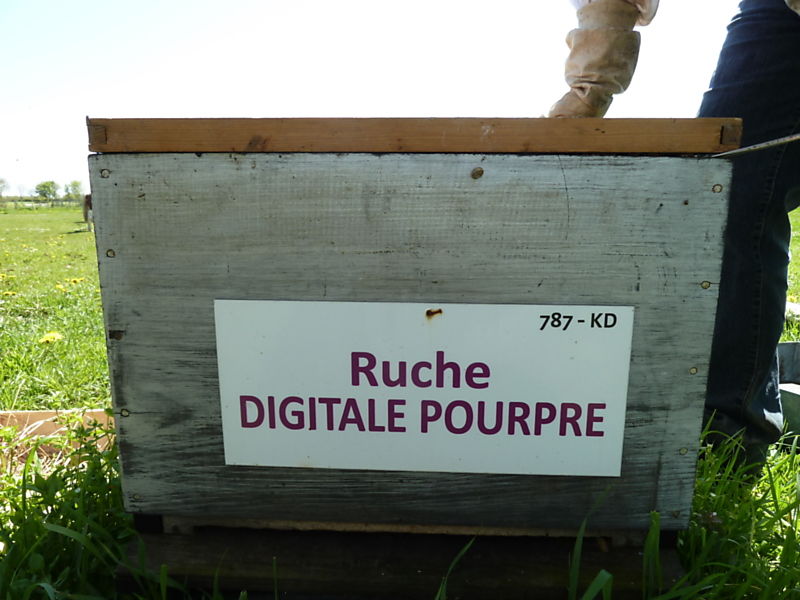 La ruche Digitale pourpre