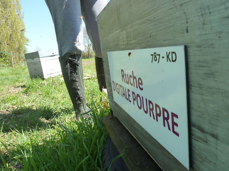 La ruche Digitale pourpre