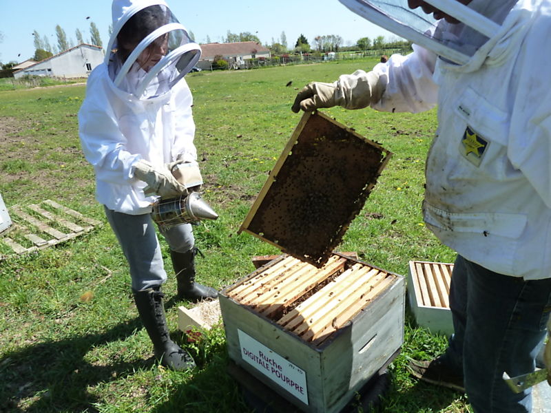 La ruche Digitale pourpre