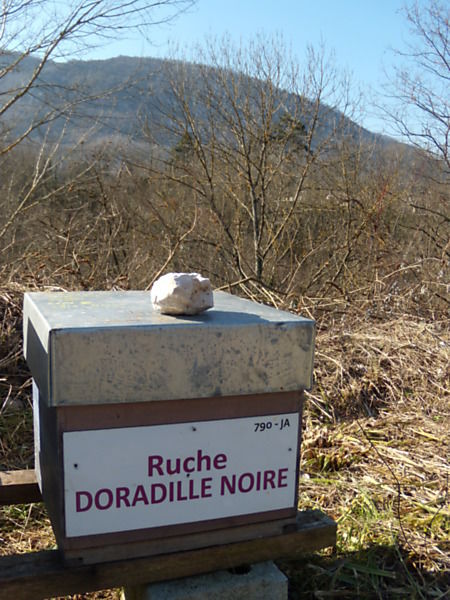 La ruche Doradille noire