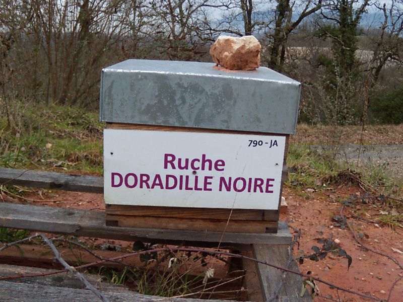 La ruche Doradille noire