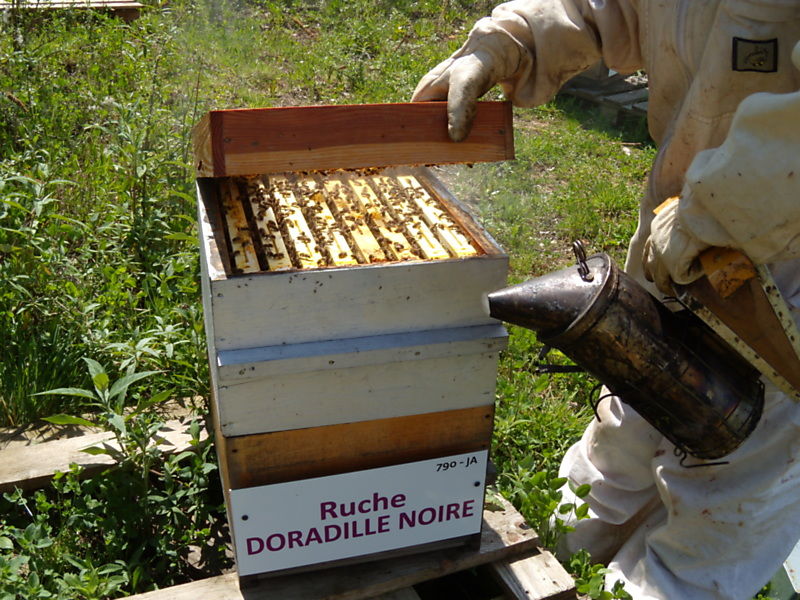 La ruche Doradille noire