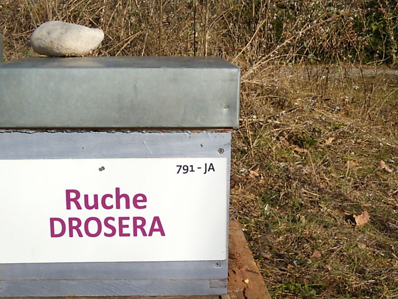 La ruche Droséra