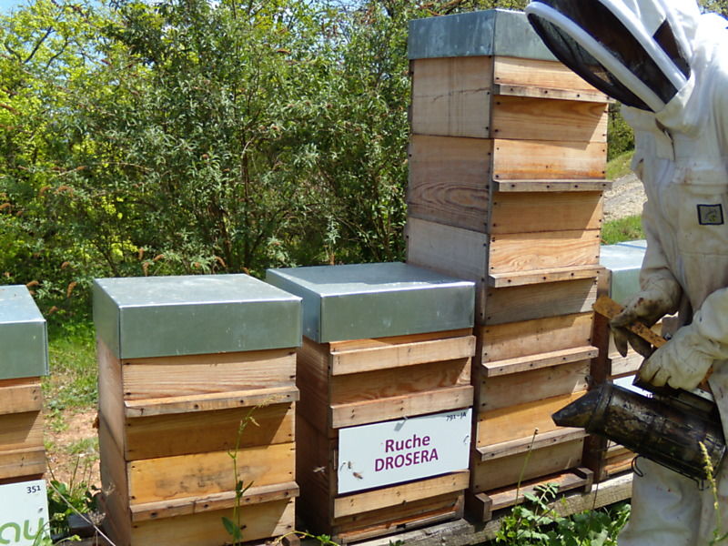La ruche Droséra