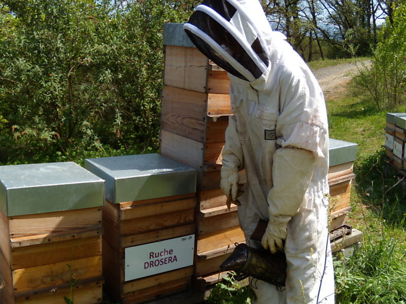 La ruche Droséra