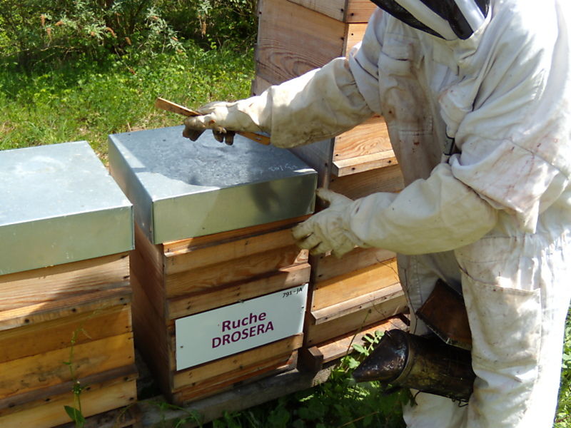 La ruche Droséra