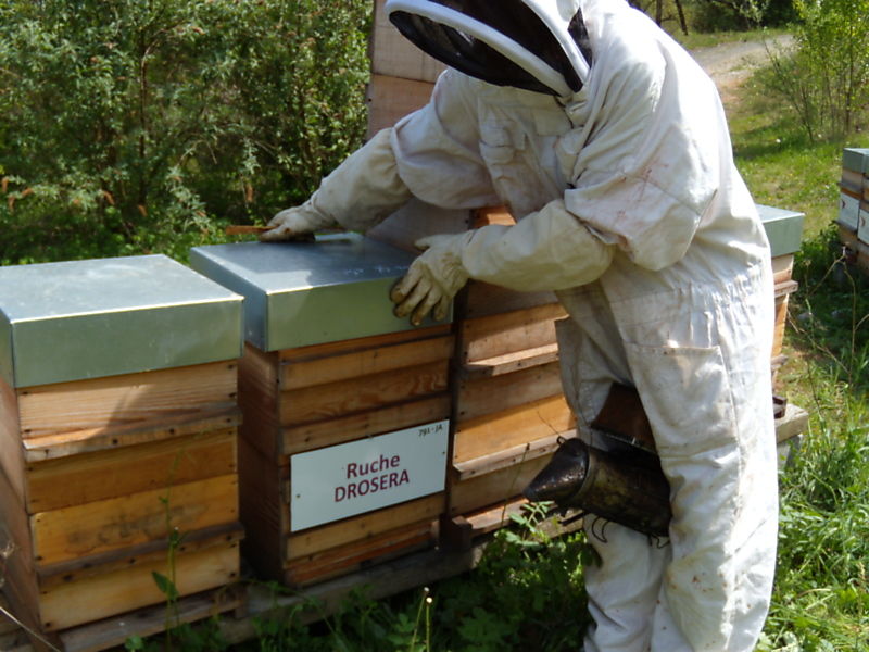 La ruche Droséra