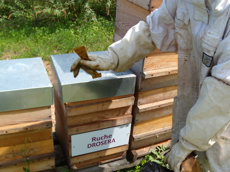 La ruche Droséra