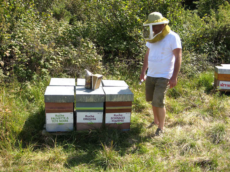 La ruche Droséra