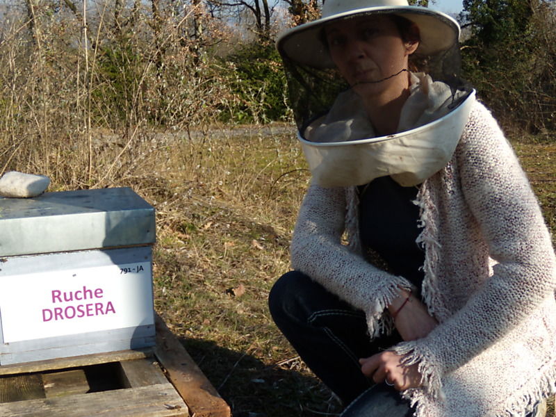 La ruche Droséra