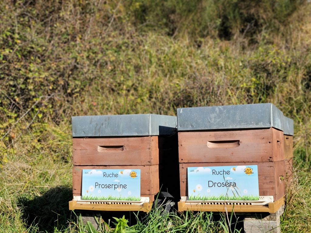 La ruche Droséra
