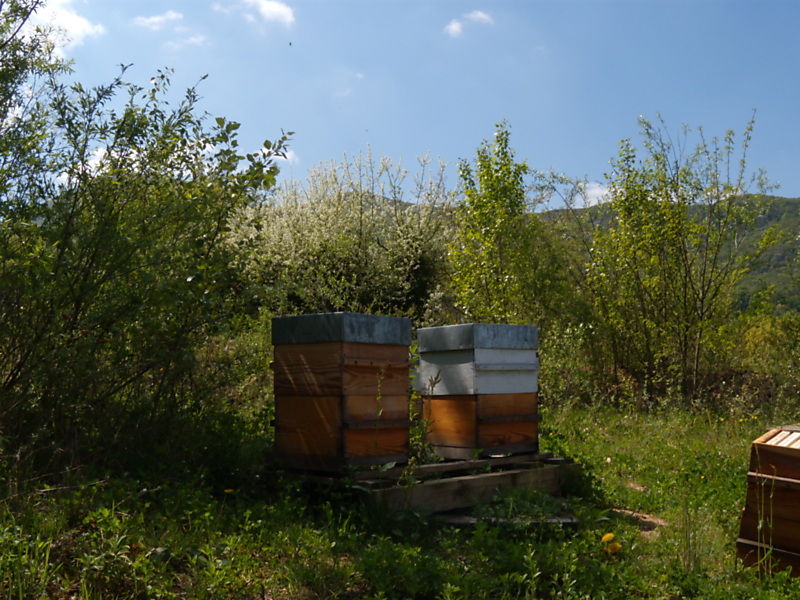 La ruche Echinacee pourpre