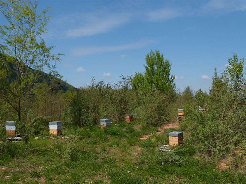 La ruche Echinacee pourpre
