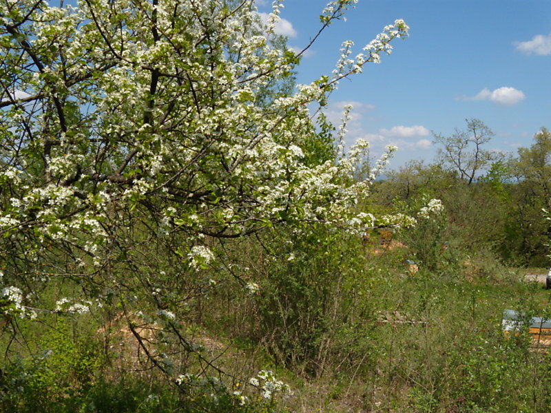La ruche Echinacee pourpre