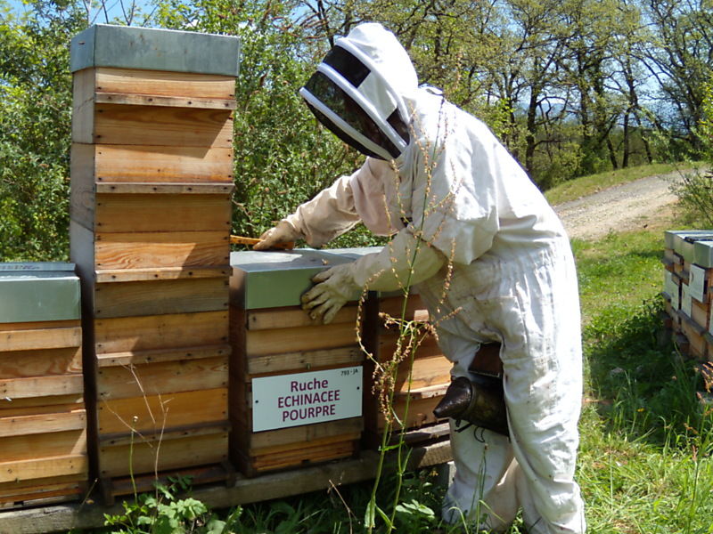 La ruche Echinacee pourpre