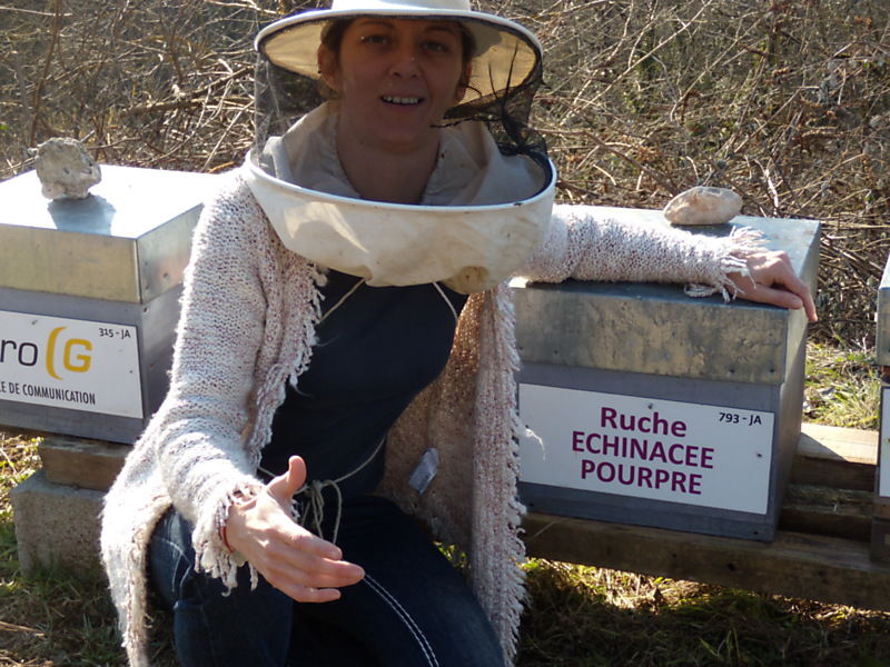 La ruche Echinacee pourpre