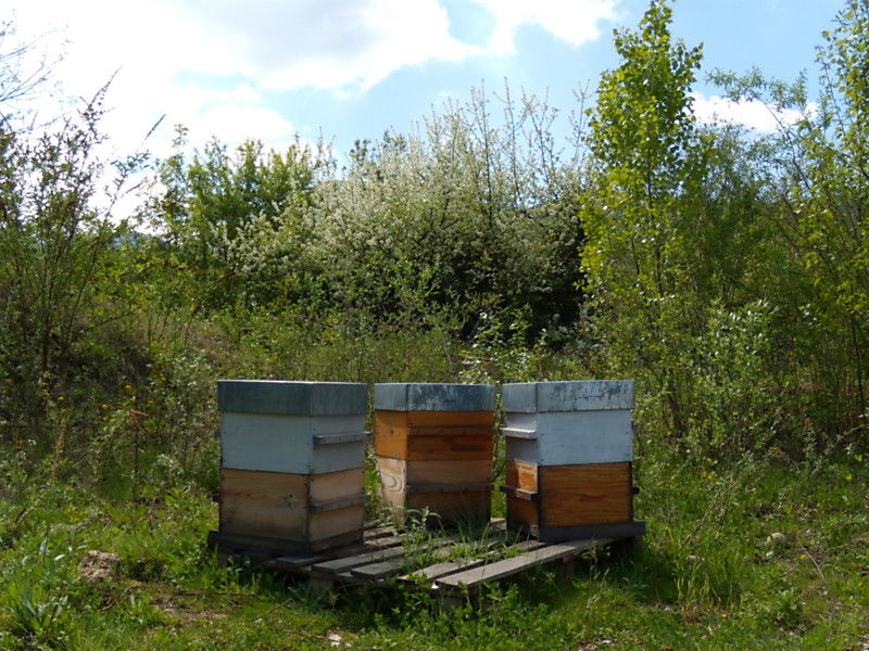 La ruche Echinacee pourpre