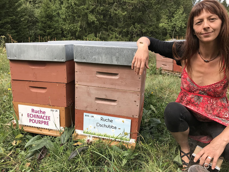 La ruche Echinacee pourpre