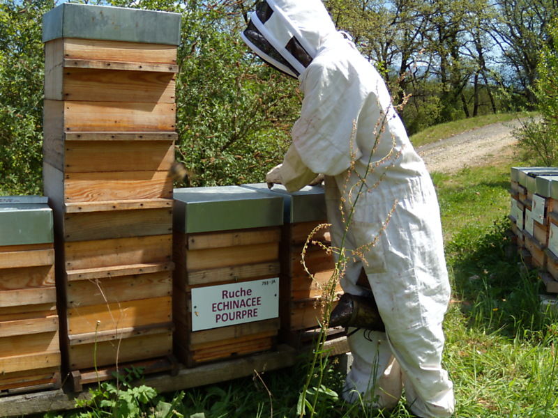 La ruche Echinacee pourpre