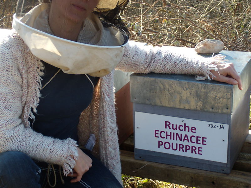 La ruche Echinacee pourpre
