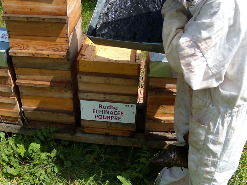 La ruche Echinacee pourpre