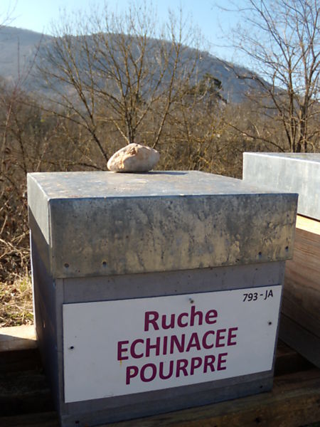 La ruche Echinacee pourpre