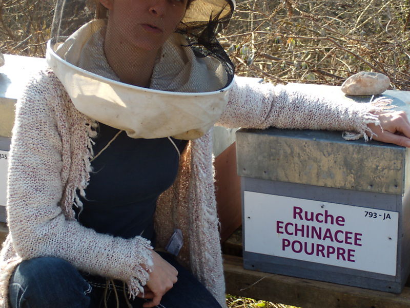 La ruche Echinacee pourpre