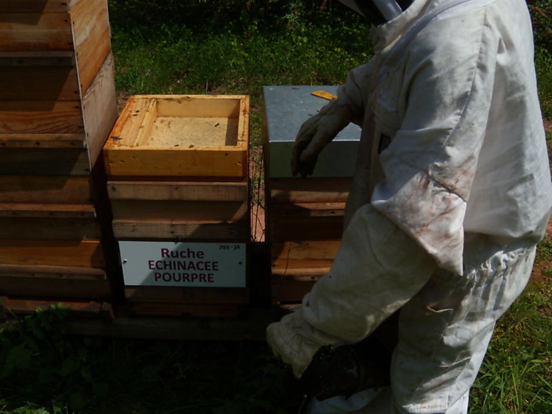 La ruche Echinacee pourpre
