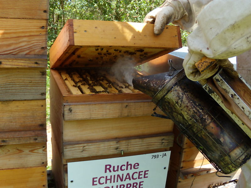 La ruche Echinacee pourpre