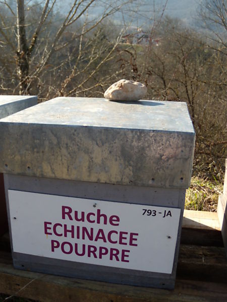 La ruche Echinacee pourpre