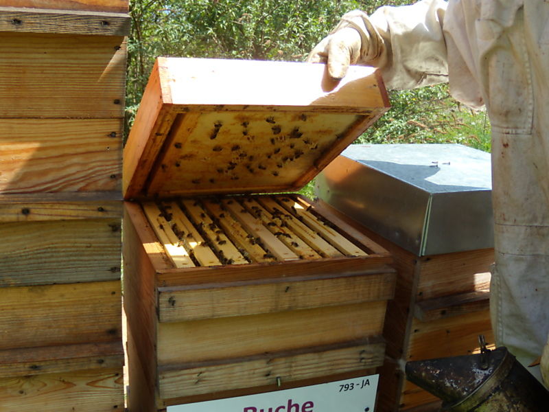 La ruche Echinacee pourpre