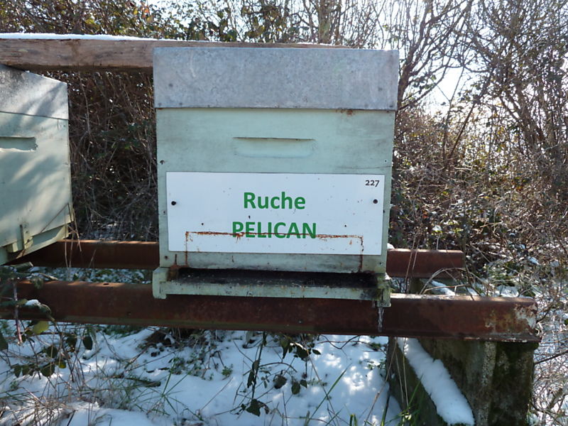 La ruche Pélican