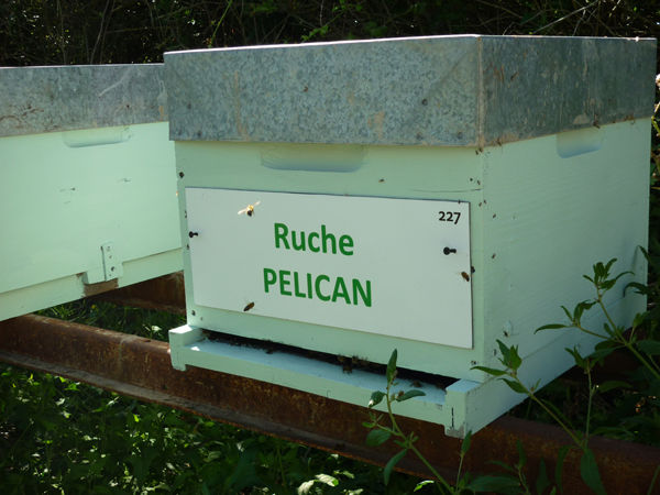 La ruche Pélican