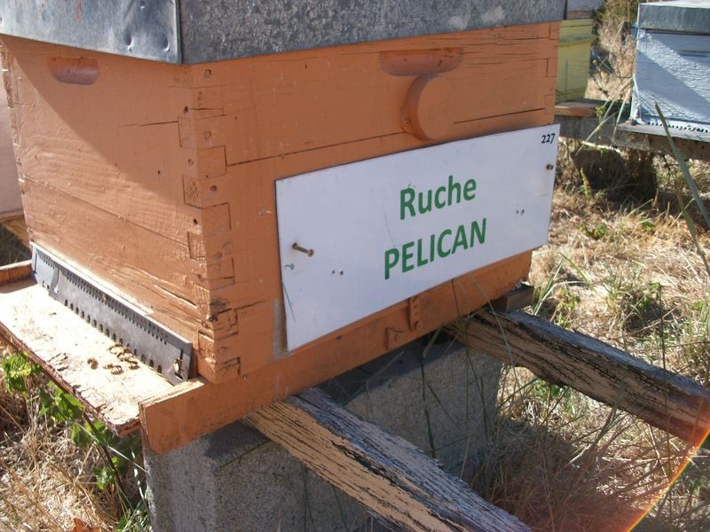 La ruche Pélican