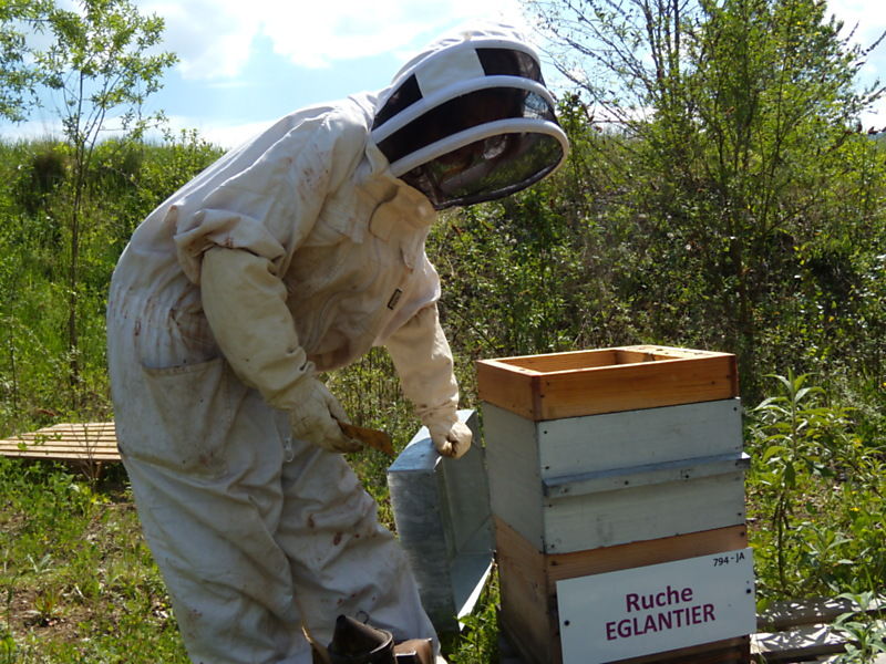 La ruche Eglantier