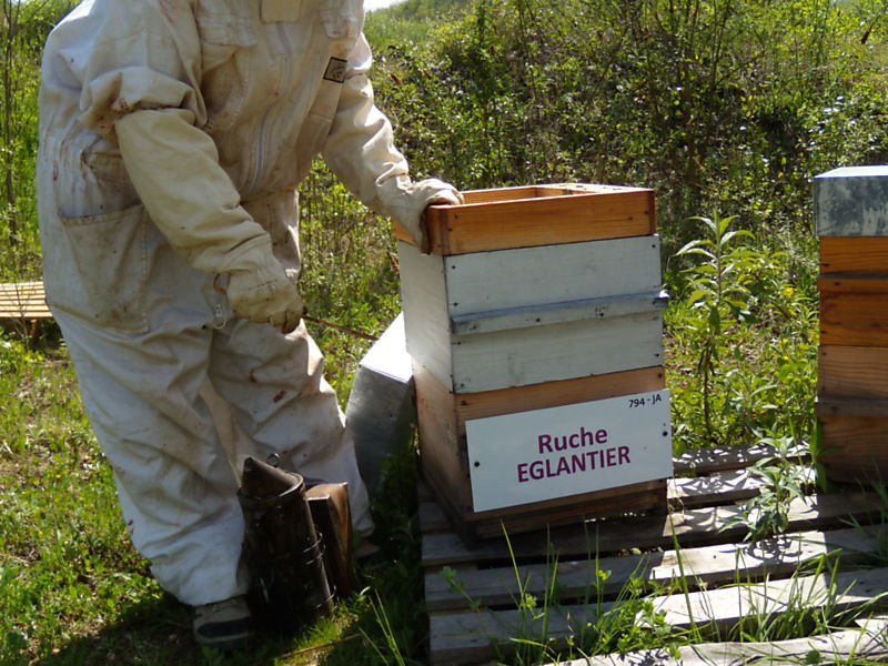 La ruche Eglantier