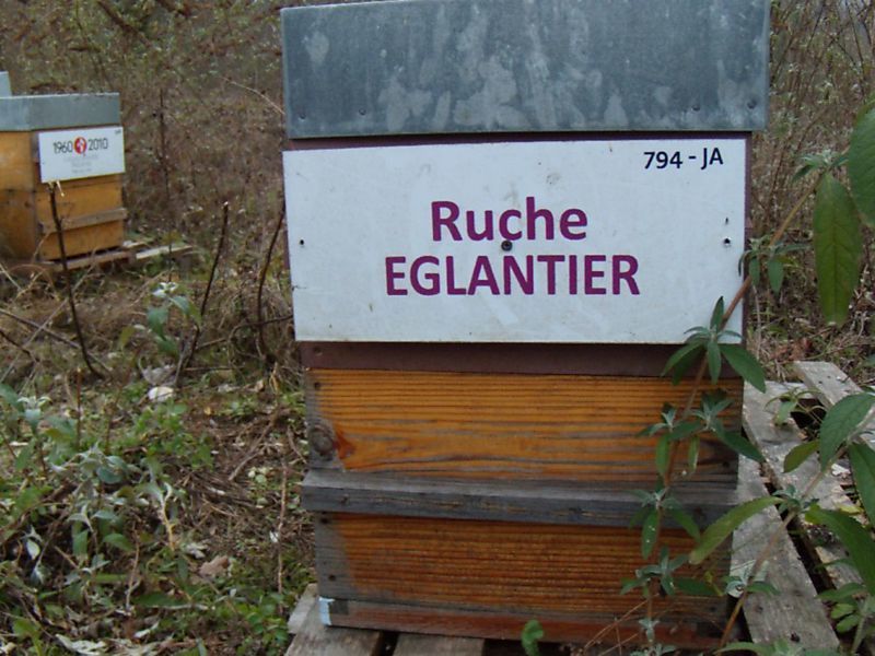 La ruche Eglantier