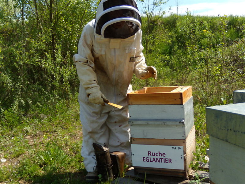 La ruche Eglantier