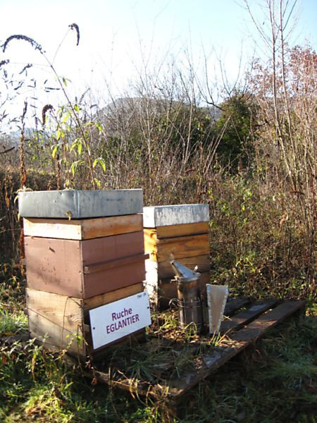 La ruche Eglantier
