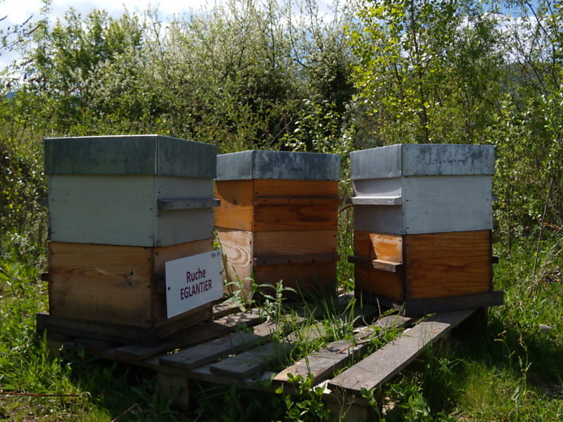 La ruche Eglantier