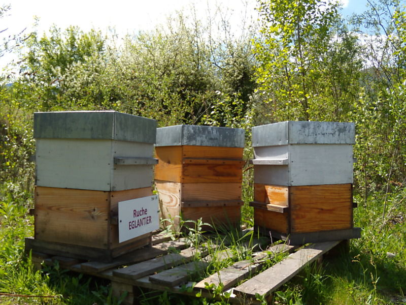 La ruche Eglantier