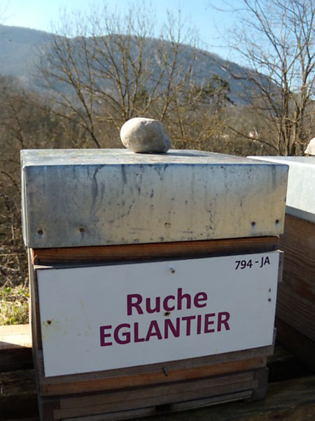 La ruche Eglantier