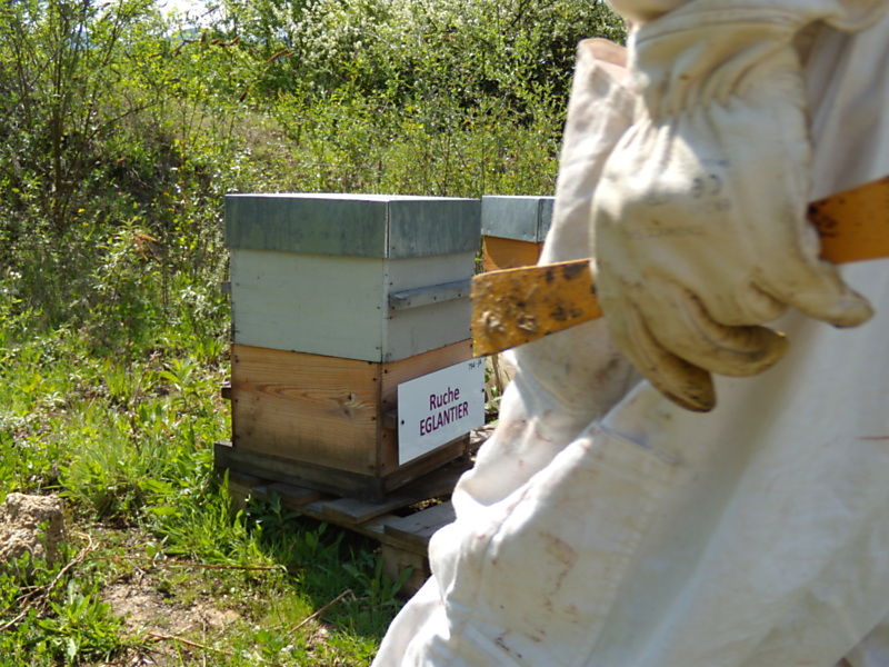 La ruche Eglantier