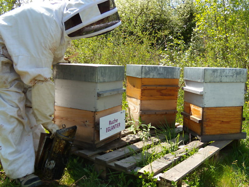 La ruche Eglantier