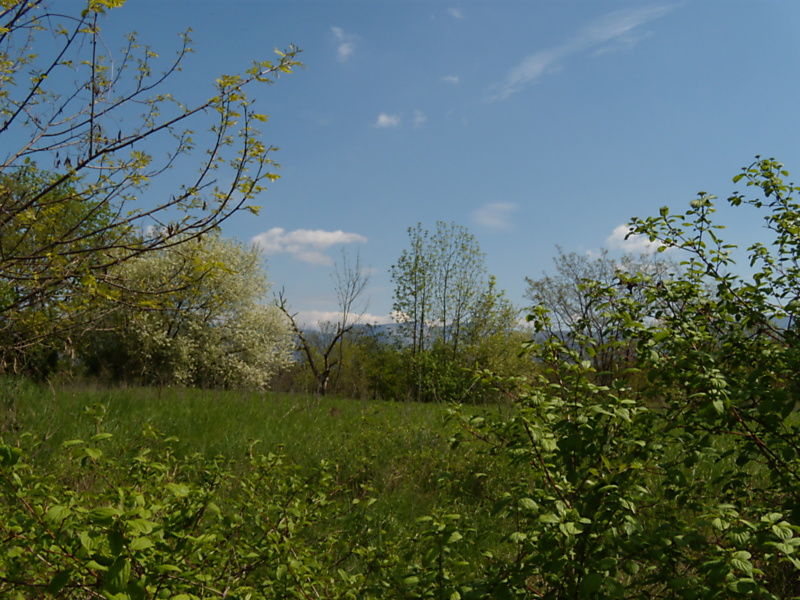 La ruche Égopode podagraire