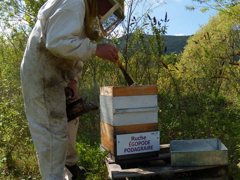 La ruche Égopode podagraire