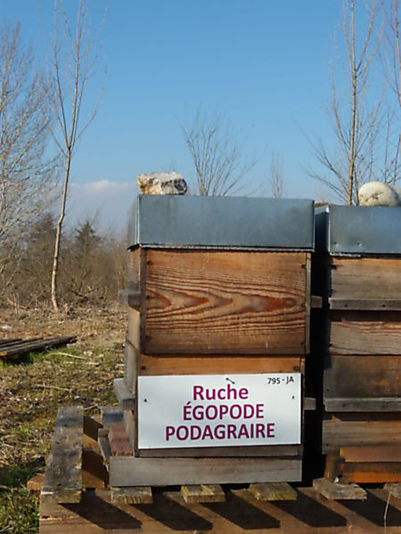 La ruche Égopode podagraire