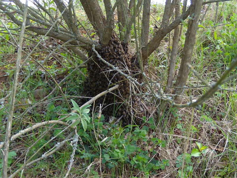 La ruche Égopode podagraire