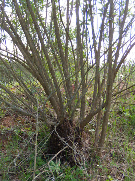 La ruche Égopode podagraire
